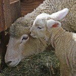 Ewe-an-Lamb